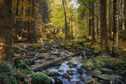 Gemeinde Neuschönau Landkreis Freyung-Grafenau Lusen Kleine Ohe Waldhausreibe (Dirschl Johann) Deutschland FRG